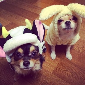 fx_amber_dogs