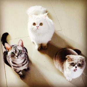 CL, Cats, Pudding, Snowball, Donut, K-Pop, Pets